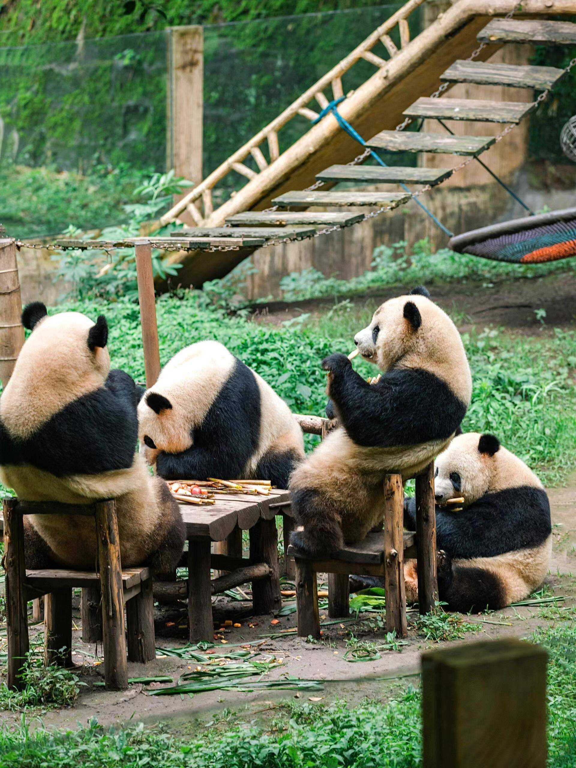 The giant pandas in Chongqing Zoo are sitting around the table, eating their favorite food, bamboo shoots.