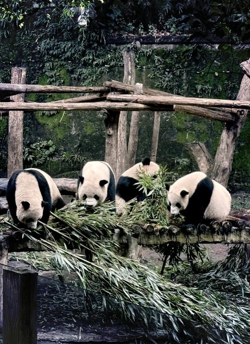 The giant pandas in Chongqing Zoo are sitting around the table, eating their favorite food, bamboo. 